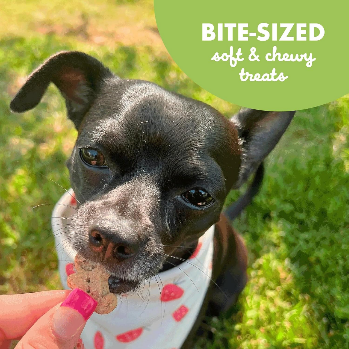 BUDDY BISCUITS: Treats Dog Soft Chewy Chicken, 5 oz
